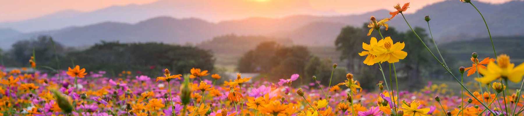 field of wildflowers before distant mountains